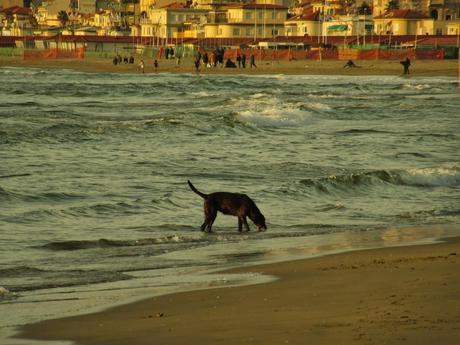 Viareggio ovvero disagio