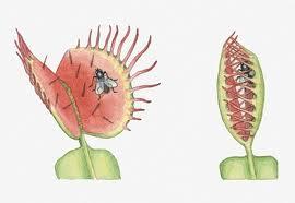 dionaea-muscipula-preda