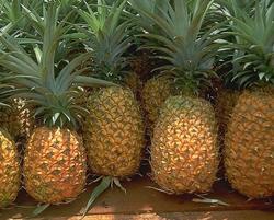 Tanti frutti di ananasso