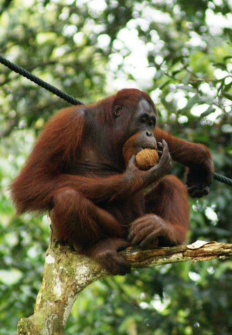 Orang Utan, Semenggok Forest Reserve, Sarawak, Borneo, Malaysia.JPG