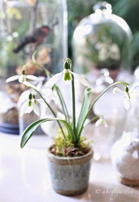 galanthus in vaso