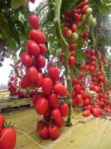 Il pomodoro che vien dal mare.. Le conserve tognazza!