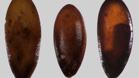 Sardegna: trovati semi di melone dell'Età del Bronzo