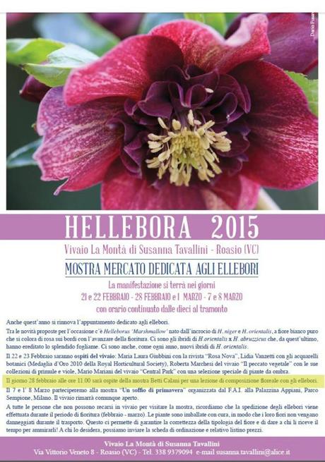 hellebora 2015_1