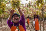 Sulla Ruta del Pisco inizia la vendemmia