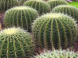 cactus a palla