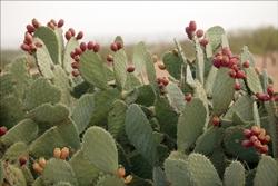 cactus fico d'india