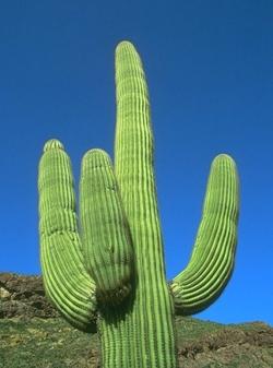 Cactus gigante