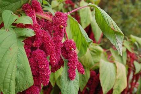 Amaranthus caudatus (Zieramaranth)