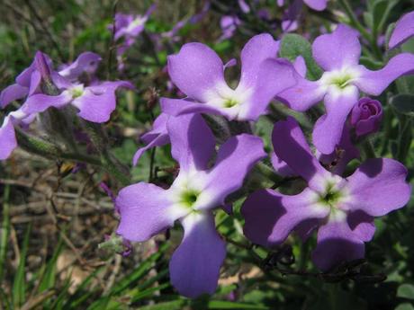 La Viola Ciocca, un'erbacea perenne