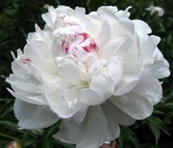 Peonia bianca