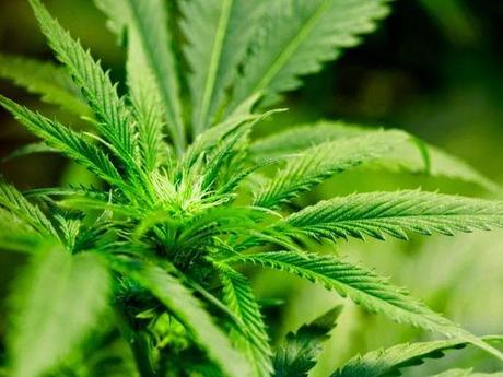 Alcol e tabacco più pericolosi della marijuana 