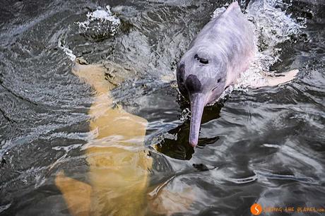 Viaggiare in amazzonia - Delfino rosa