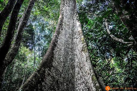 Viaggiare in amazzonia - albero ceiba