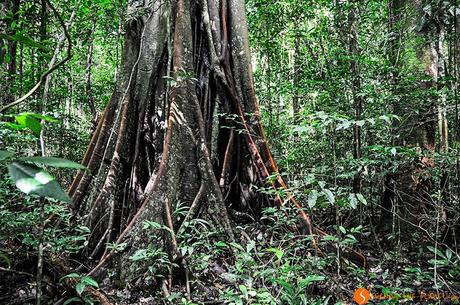 Albero enorme in Amazzonia