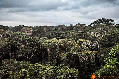 Viaggio in Amazzonia - La frondosa selva