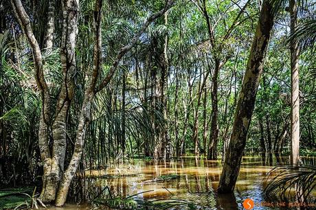 Viaggio in amazzonia - foresta sommersa