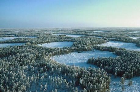 Taiga-Siberia