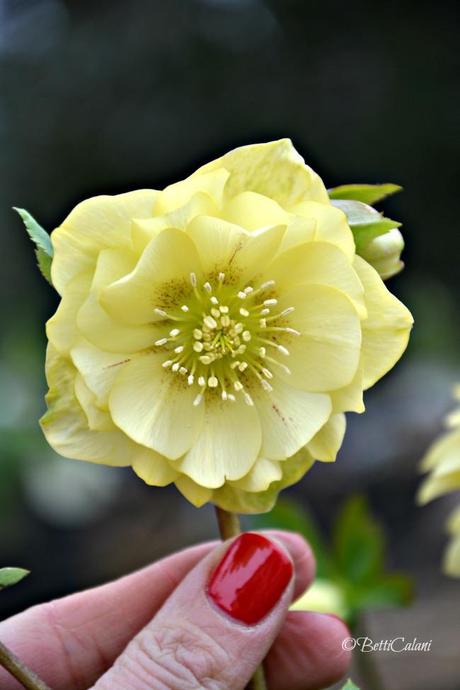 Il fiore del mese: romantico helleborus