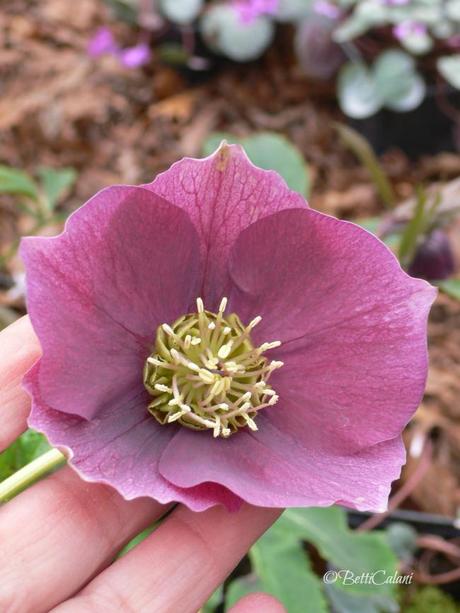 Il fiore del mese: romantico helleborus