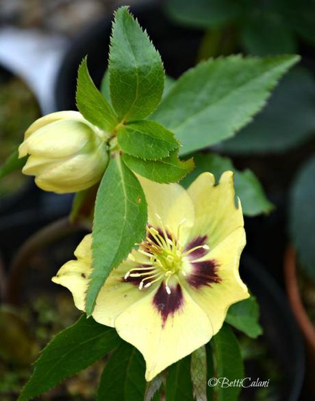 Il fiore del mese: romantico helleborus