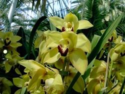 Orchidee cresciute in serra