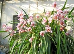 Orchidee esposte all'esterno