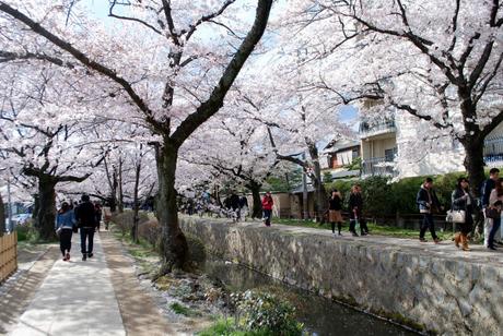 Il sentiero della filosofia, Kyoto (foto di Patrick Colgan, 2014)