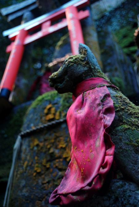 Fushimi Inari Taisha, Kyoto (foto di Patrick Colgan, 2014)