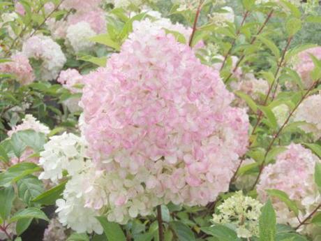 Hydrangea-paniculata-Vanille-Fraise-Rispenhortensie-Vanille-Fraise-