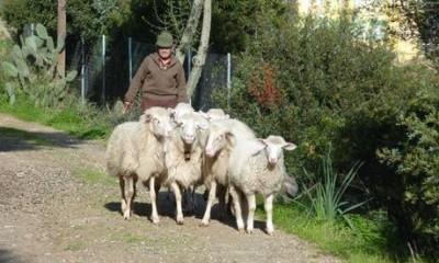 OVIDIO MARRAS - Il pastore che ha sconfitto la lobby del cemen