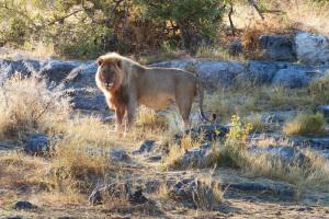 Etosha Lion