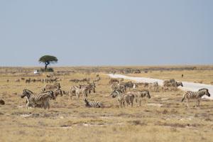 Etosha near Halali