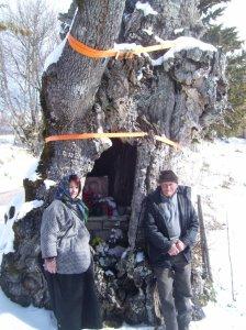 A Poggiodomo la quercia e il noce più vecchi d'Italia