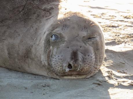 Point Reyes/2. Le elefantesse marine