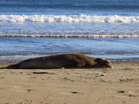 Point Reyes/2. Le elefantesse marine