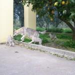 Nuove foto dei cuccioli “E” Ezechielelupo