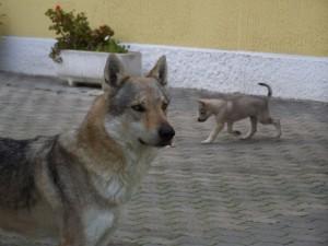 Nuove foto dei cuccioli “E” Ezechielelupo