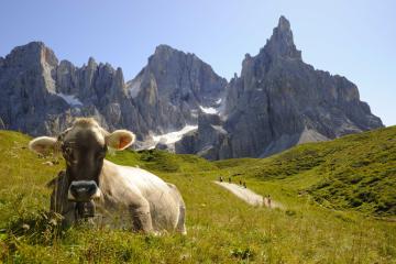 Dolomiti Camping Village: rilassarsi è “naturale”