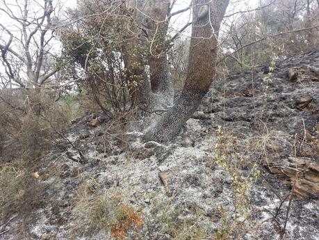 Tempesta di vento e fuoco