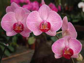 Noi scienziati disumani orchidea-gyani