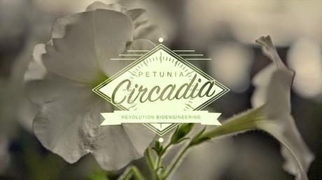 Petunia Circadia: cambia colore se annaffiata con la Birra