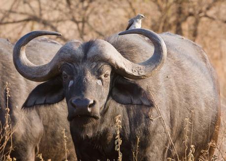 Bufalo cafro, tra i più pericolosi animali d'Africa