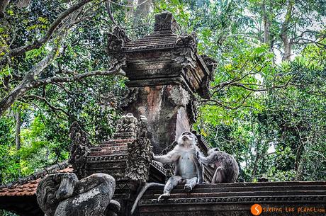 Macachi nel tempio Sacro della Foresta delle Scimmie a Bali