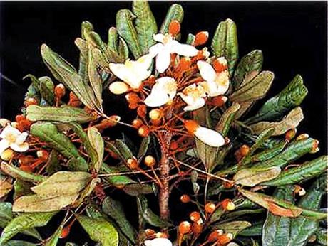 I poteri del Catuaba I poteri del Catuaba