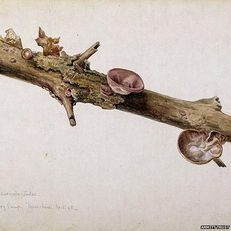 Beatrix Potter's early gardening with pencil and paintbrush.