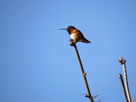 Point Reyes/3. Panini e colibrì