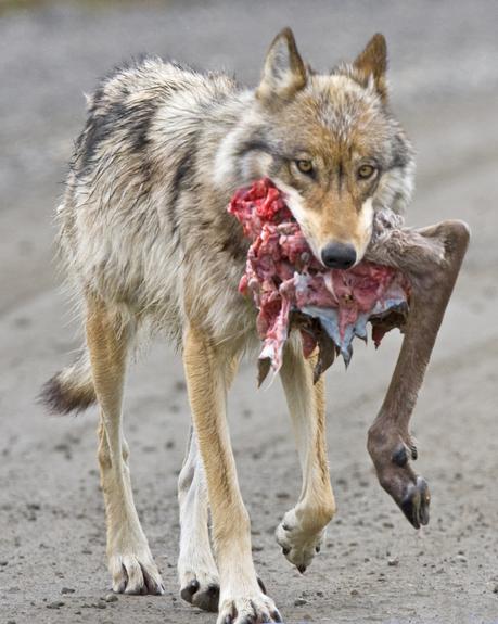 Wolf_with_Caribou_Hindquarter
