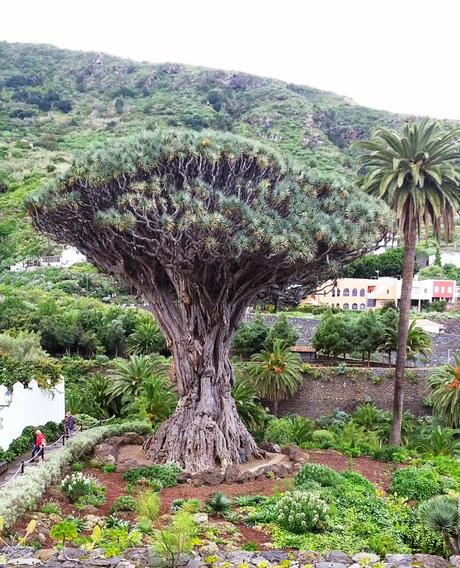 Tenerife: l'isola Canaria più elevata