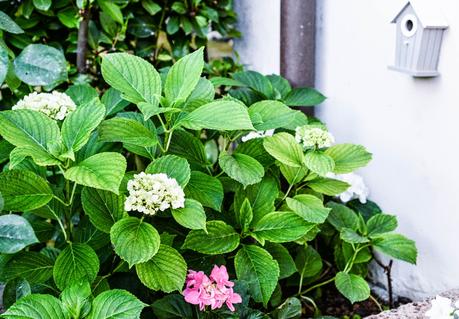 GIARDINAGGIO: PIANTE E FIORI PROFUMATI